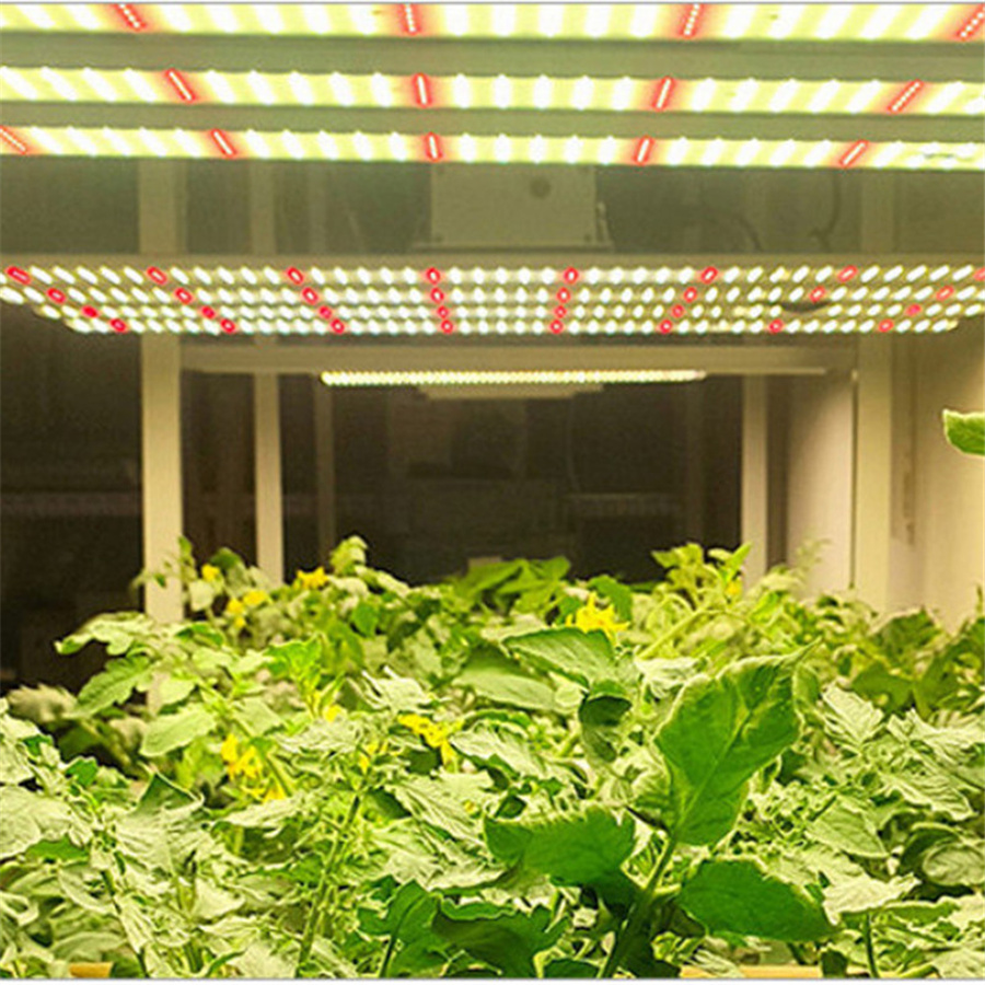 八爪鱼植物补光灯是怎样给工业麻药生长进行补光的你知道吗？